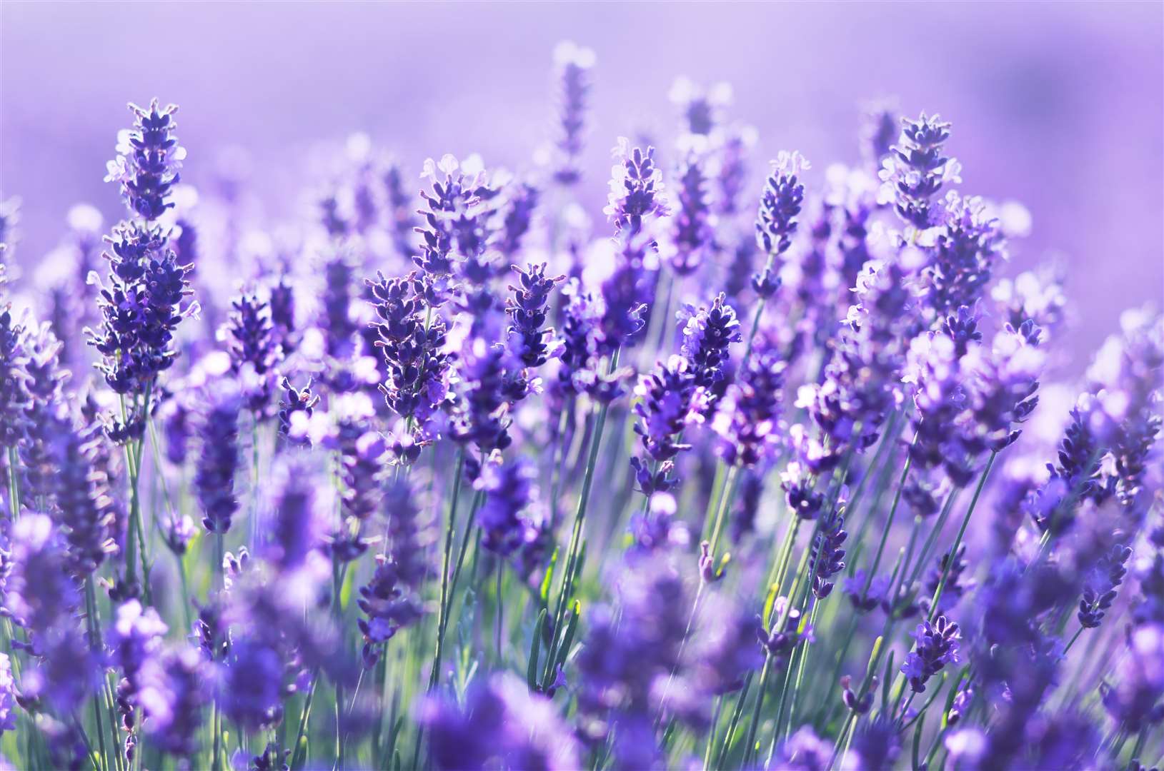 Lavender oils or cleaning products can help dissuade critters. Image: Stock photo.