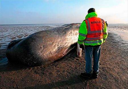 Whale at Pegwell Bay, by Brett Lewis