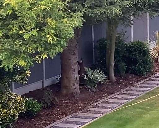 A pine marten has been spotted in a Broadstairs garden. Picture: Julie Balsom