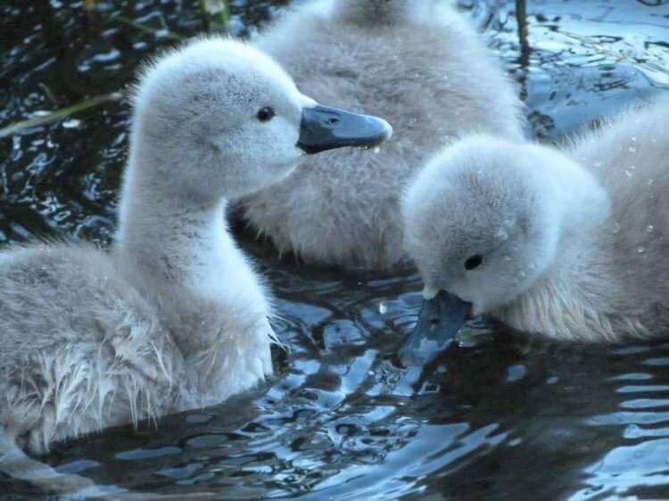 The cygnets were born just with a few days difference from last year’s baby swans. Picture: Capstone Farm Country Park