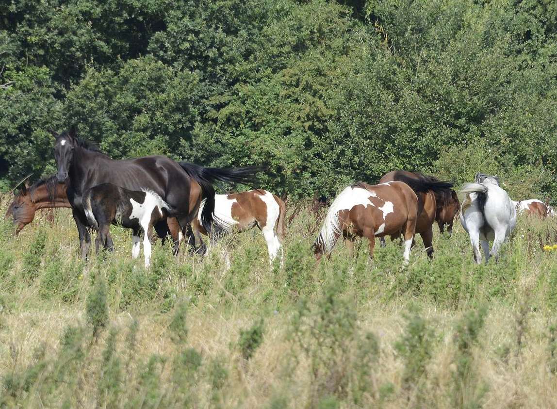 Horses in a field off Fougeres Way