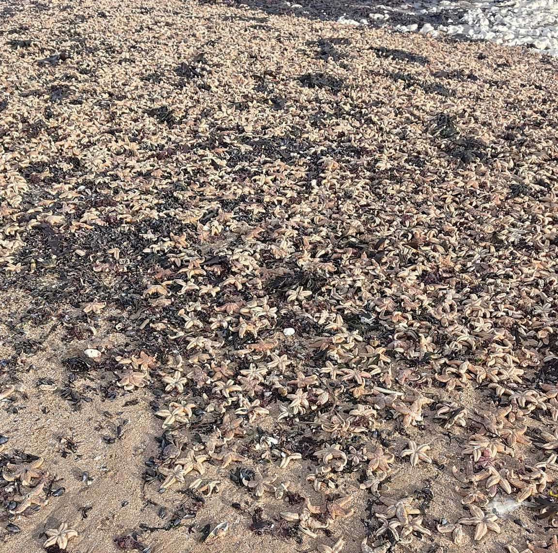 Thousands of dead starfish have washed up on a beach near Walpole Bay in Margate. Picture: Andy Freeman