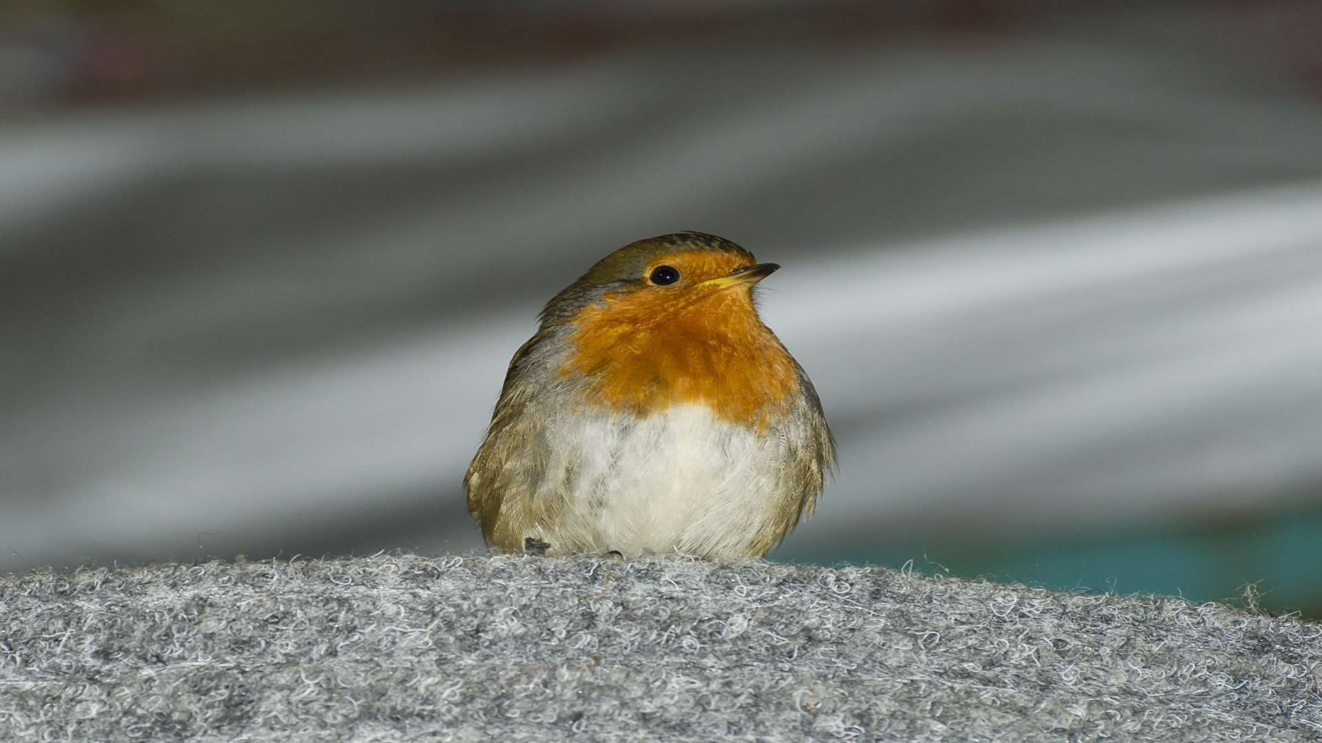 The robin perched on another carpet roll