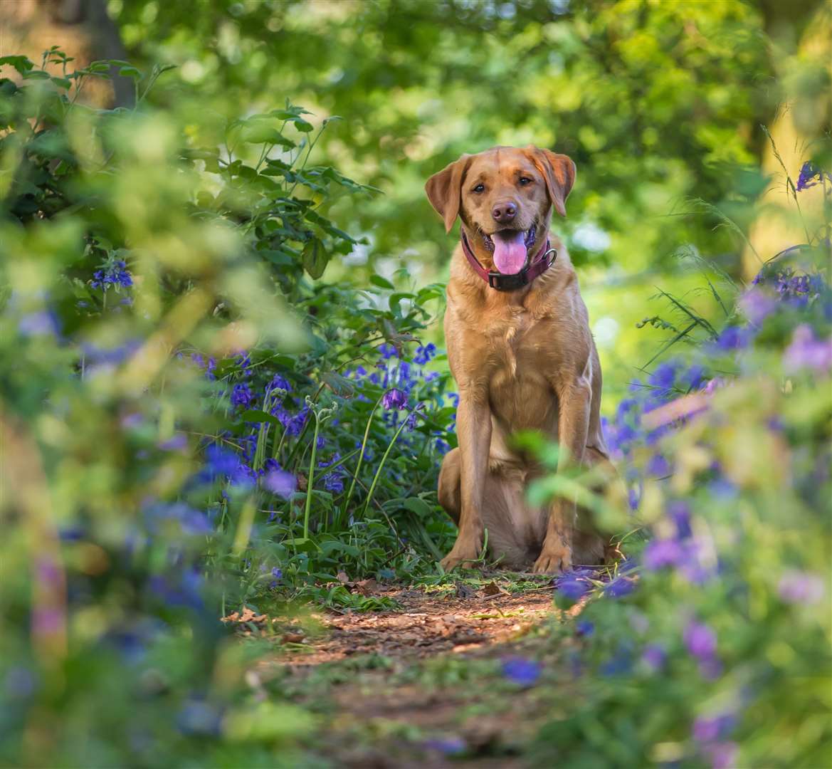 Your pooch should avoid getting close to flowers such as daffodils or tulips