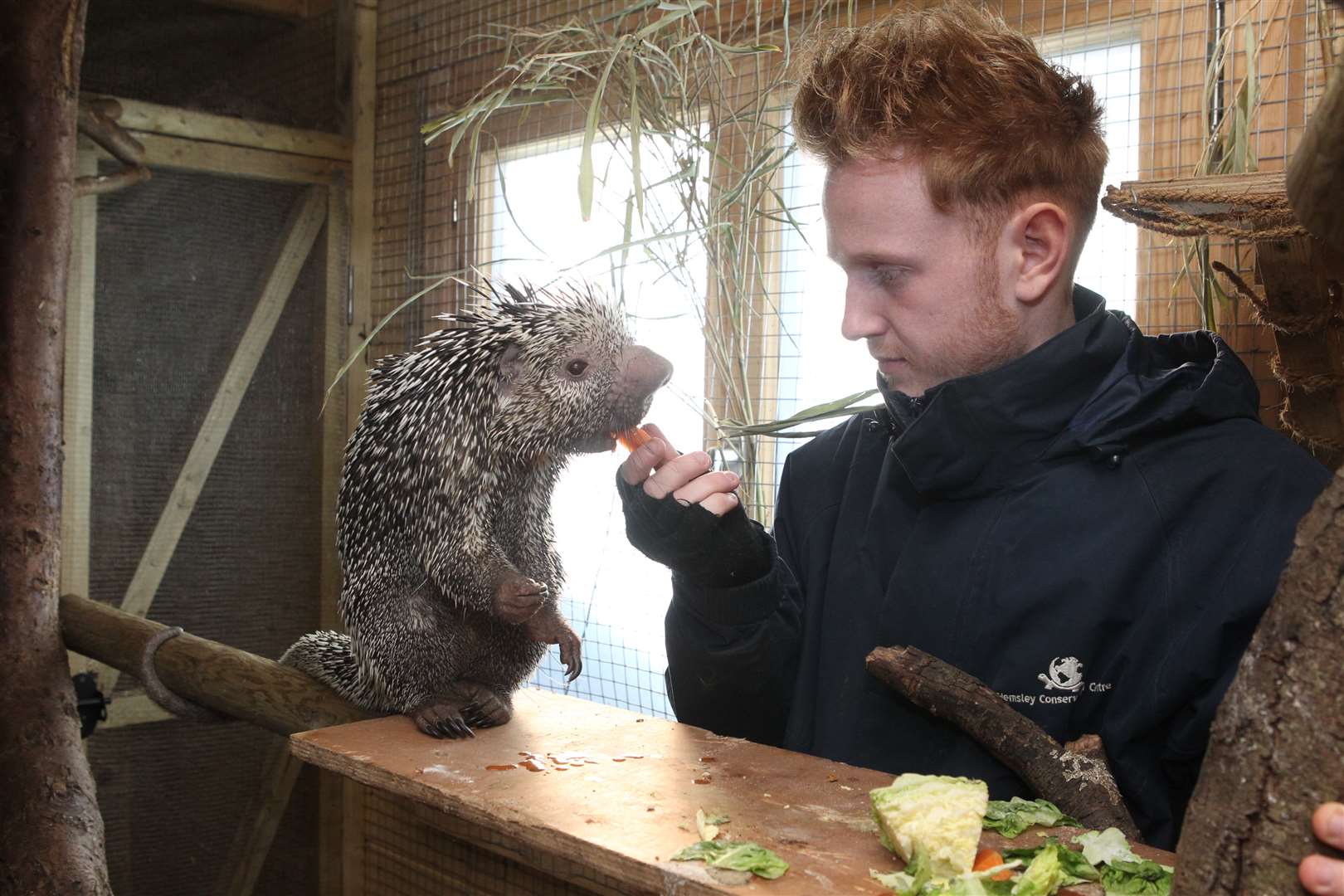 Adam with Klaus, a seven year-old Brazilian porcupine.