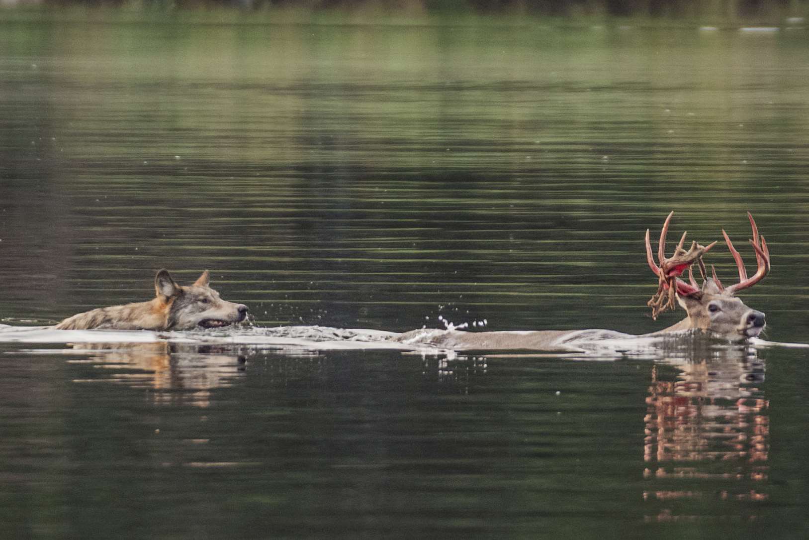 Snarling fox goes after deer. Credit: SWNS