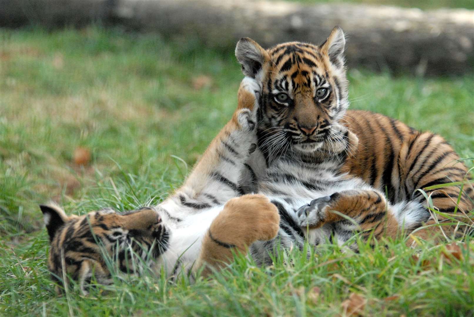 Sumatran tiger cubs Toba and Kubu were born in 2011 at The Big Cat Sanctuary. Picture: Simon Jones
