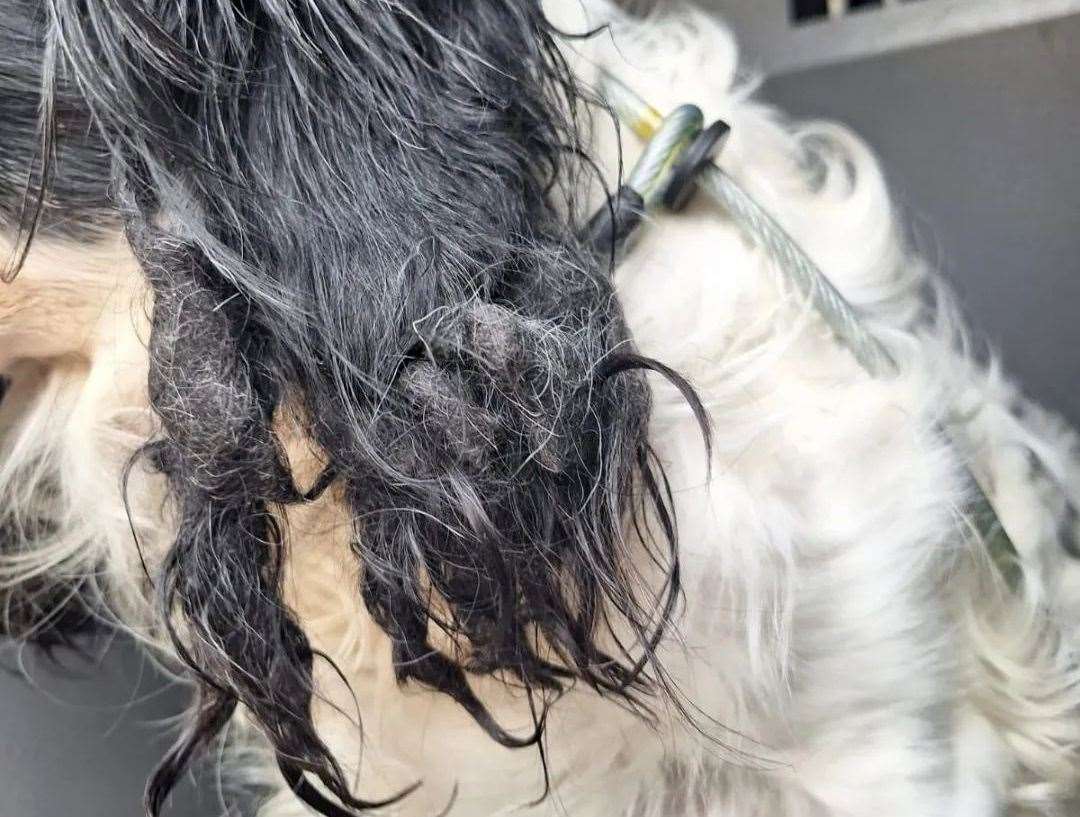 Ramona was found extremely matted