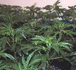 Police found cannabis plants on two floors of the house. File picture