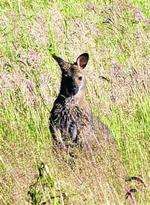 Wallaby sighting