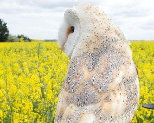 Lost: Oola the pet barn owl missing at Minster, Sheppey (2654304)