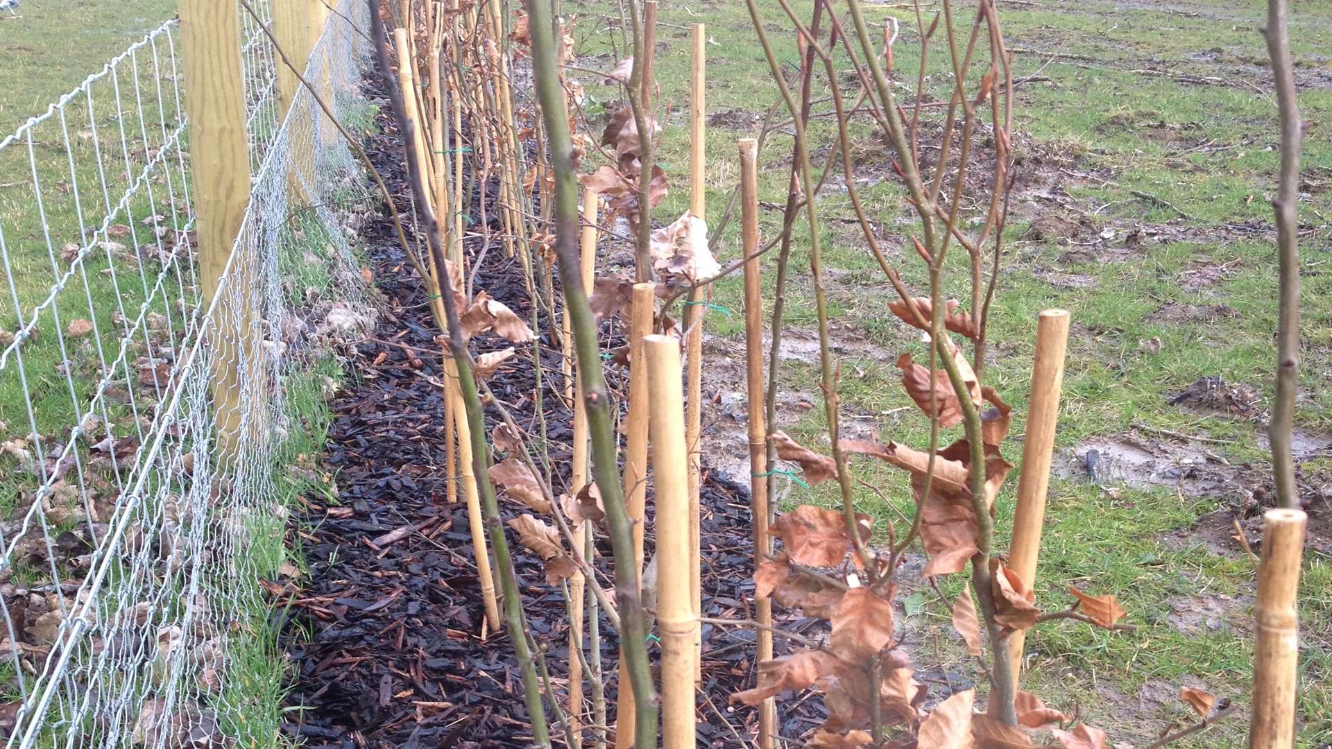 Plant your hedging any time after autumn