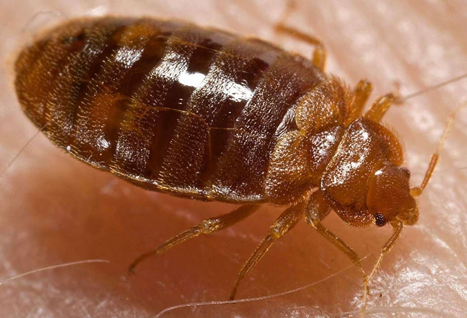 A bed bug. Stock image