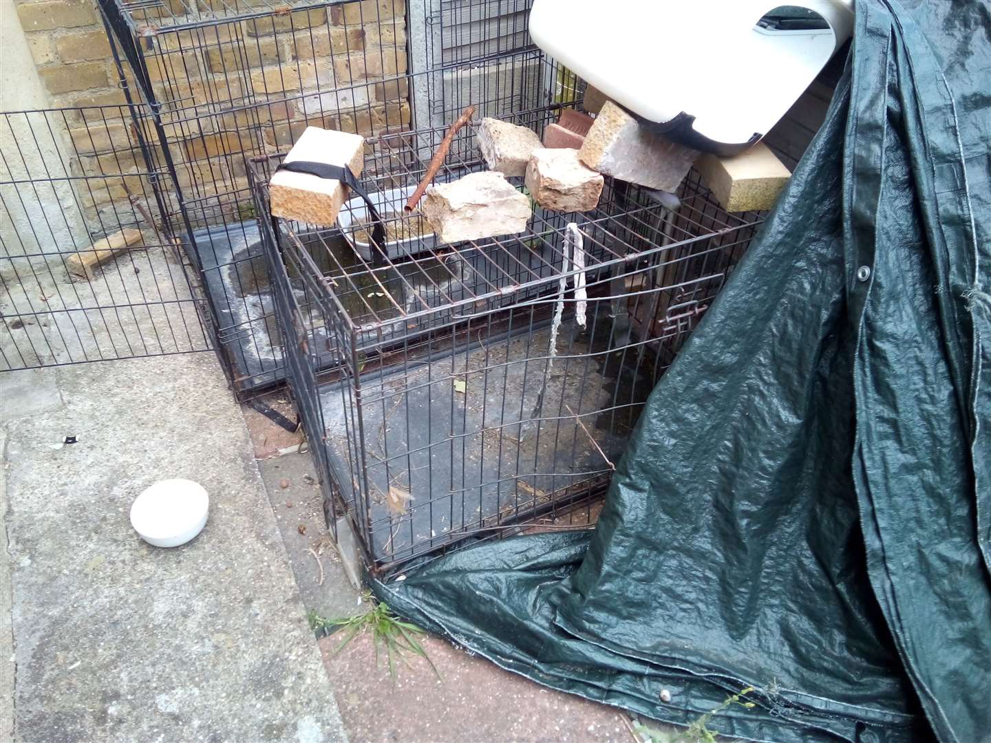 Dirty conditions The four cats were kept at an address in Gillingham.  Photo: RSPCA