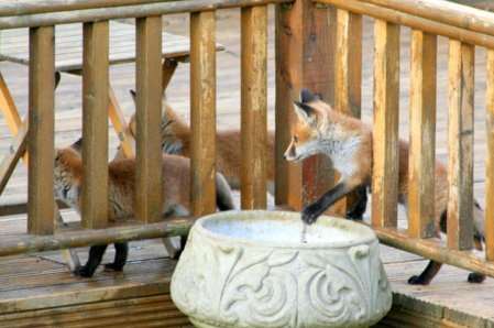 Foxes playing in the garden of Sheppey resident Alan Bengall