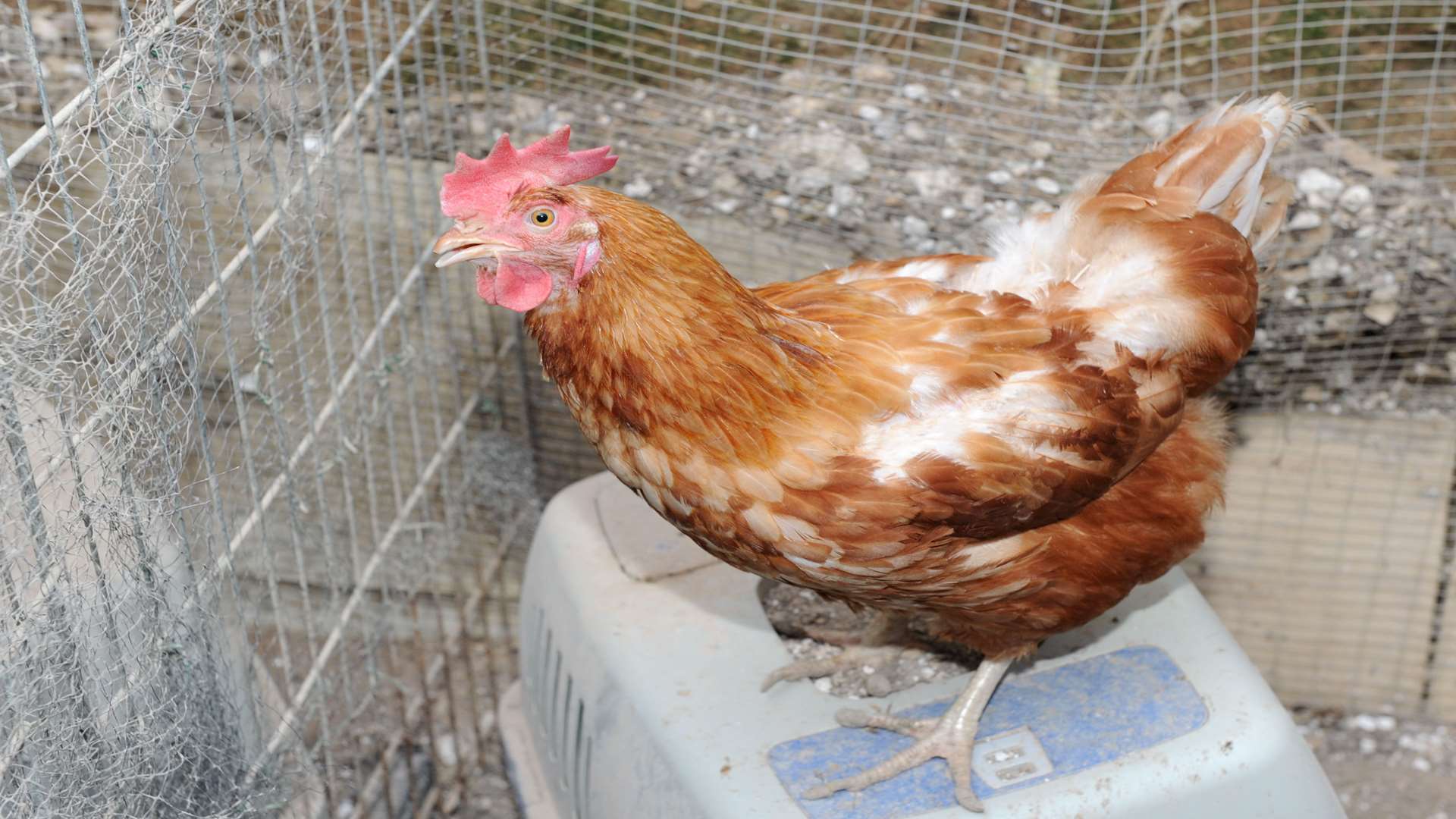 A Fresh Start for Hens is hoping to save hundreds of hens, similar to this one, from being slaughtered