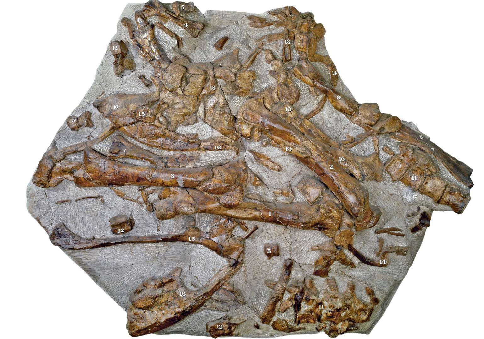The ‘Maidstone slab’ features a jumble of iguanodon bones – first unearthed in 1824. Picture: National History Museum