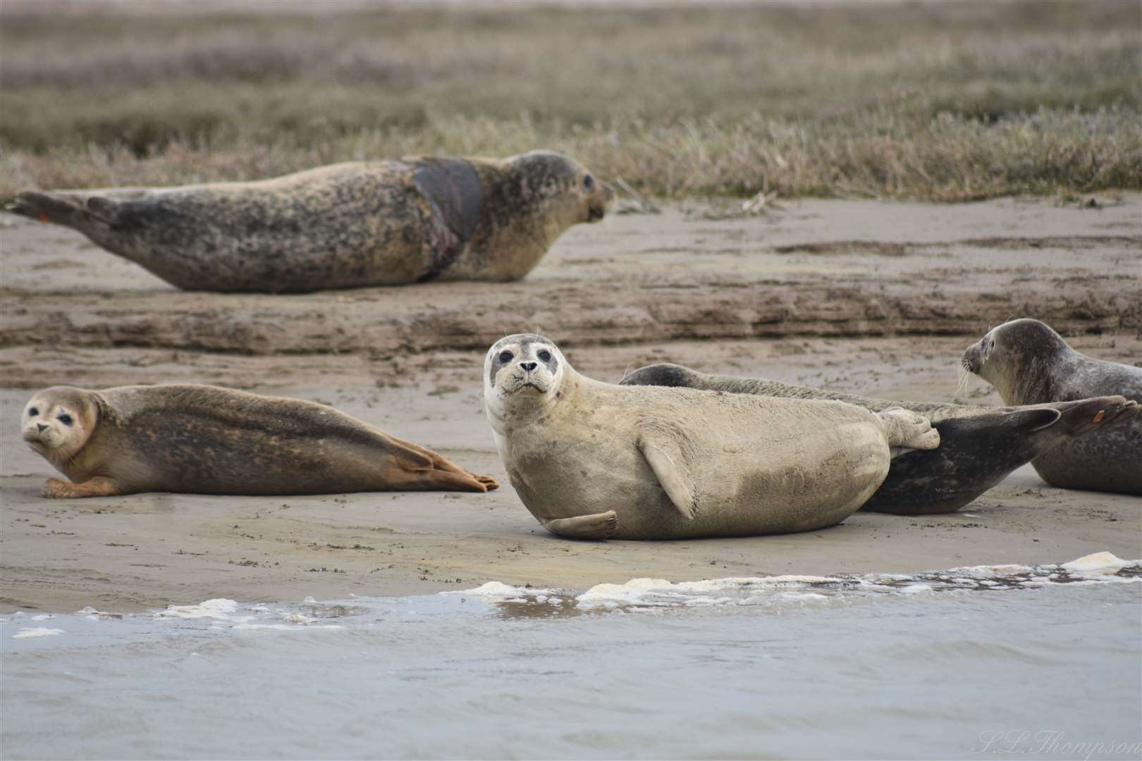 The Thames estuary is a thriving place for seals. Picture: Sherece Thompson