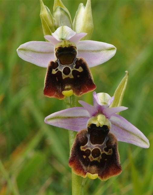 A beautiful late spider orchid, a slightly bigger brother of the bee orchid
