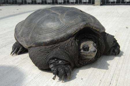 The snapping turtle of Oare, nicknamed Buddha