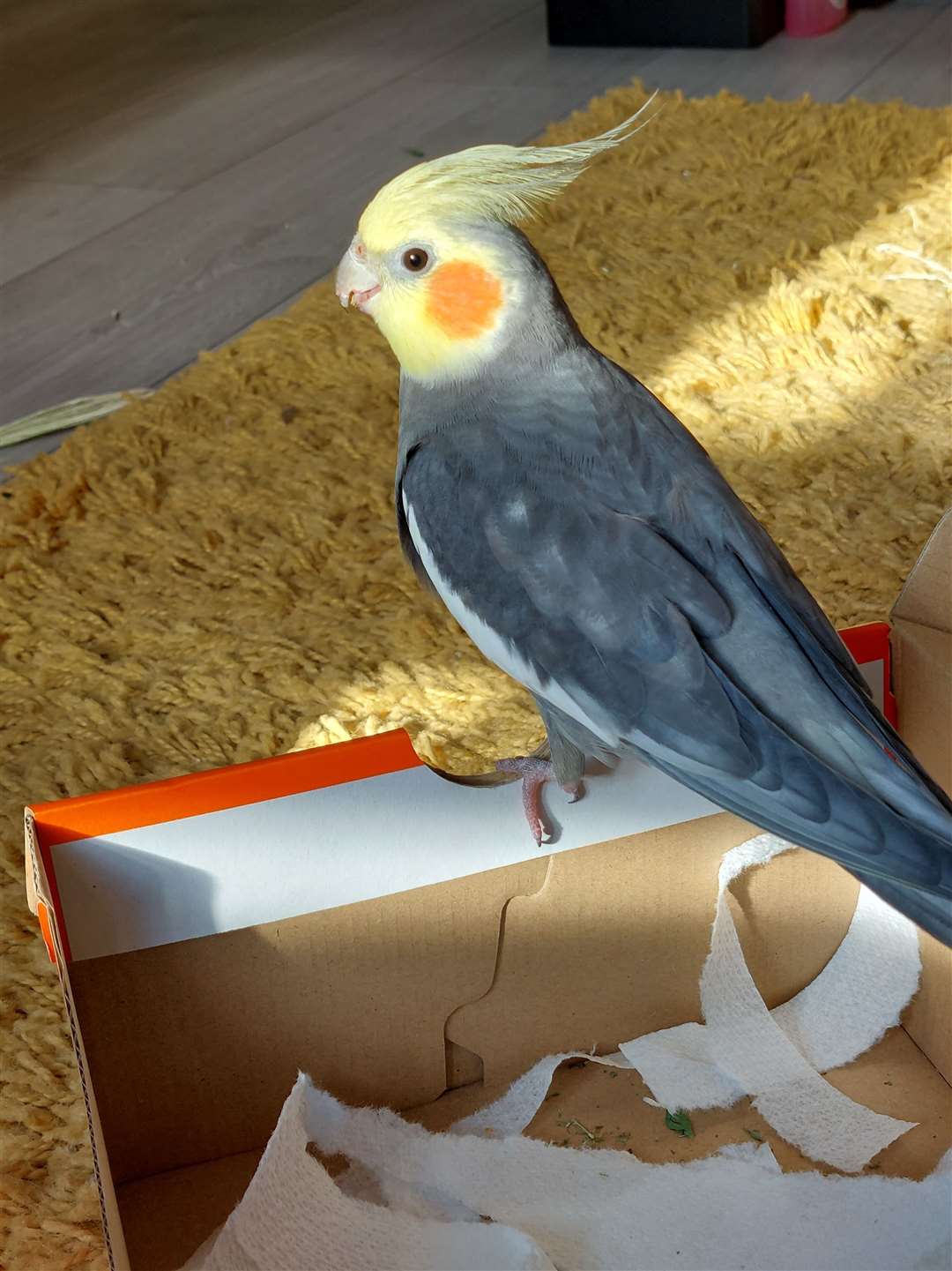 Have you seen Milo the cockatiel missing from his home in Sittingbourne?