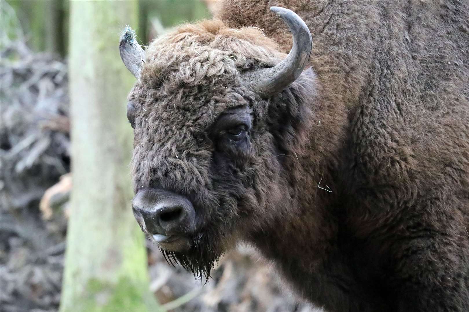 Four bison are set to arrive in April. Picture: Wildwood Trust
