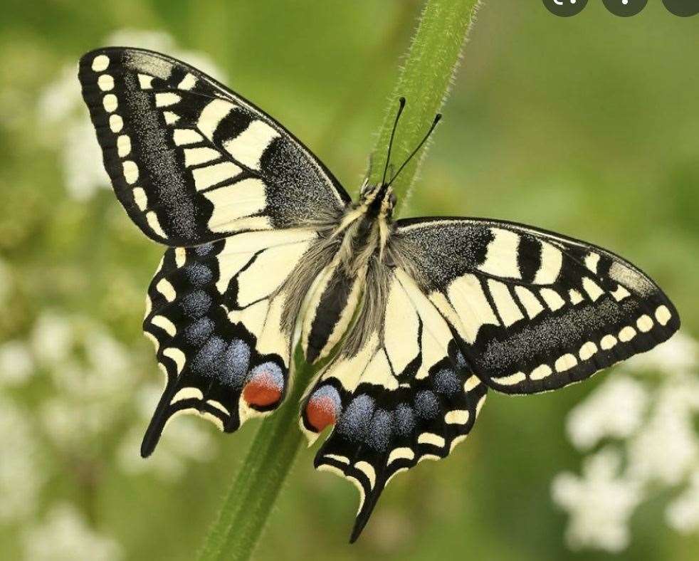 A swallowtail butterfly now listed as vulnerable