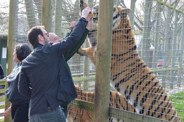 Dyer gets close to the tigers