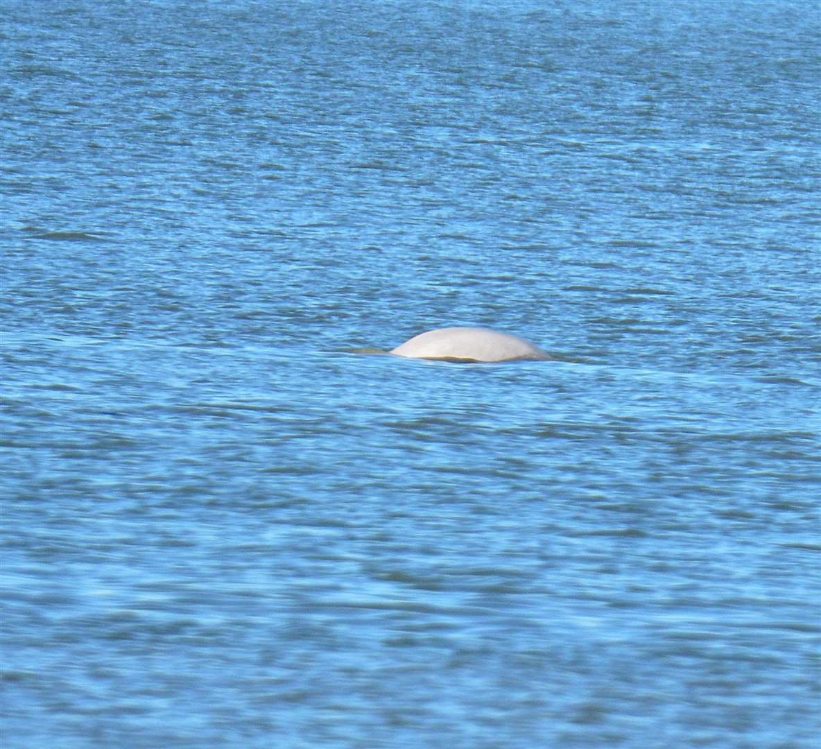 The whale poked its head out of the water. Picture: Jason Arthur