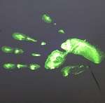 A hand doused in Smartwater turns green under UV light