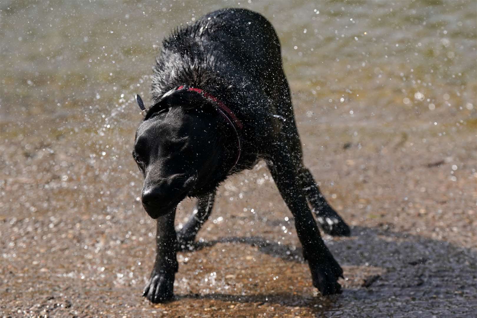 A dog shakes themselves dry after swimming in the River Avon in Warwick during the hot weather (Jacob King/PA)