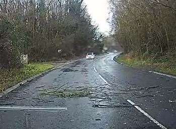 Debris in the road after the tree falls
