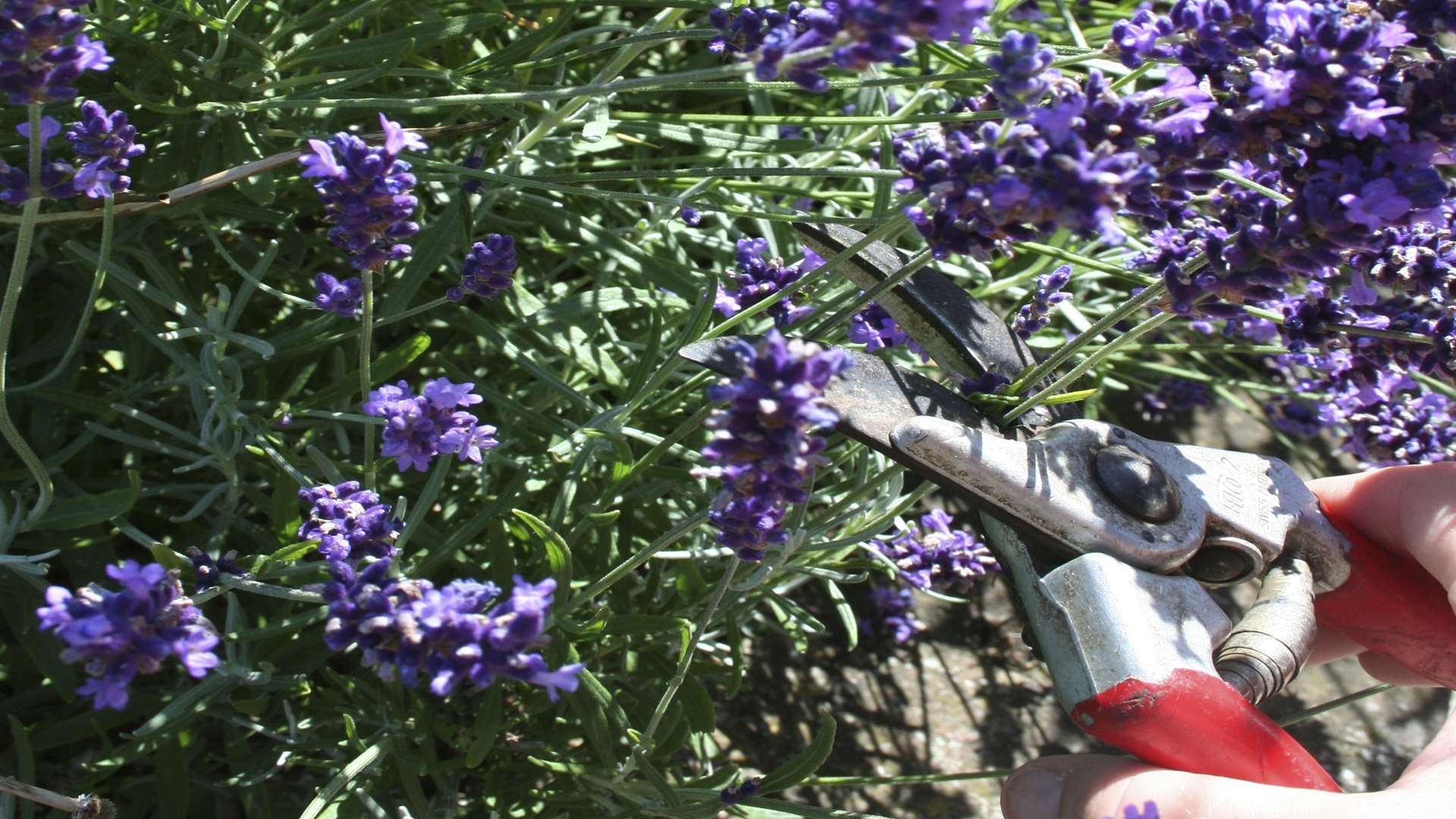 Keep your lavender in check this August