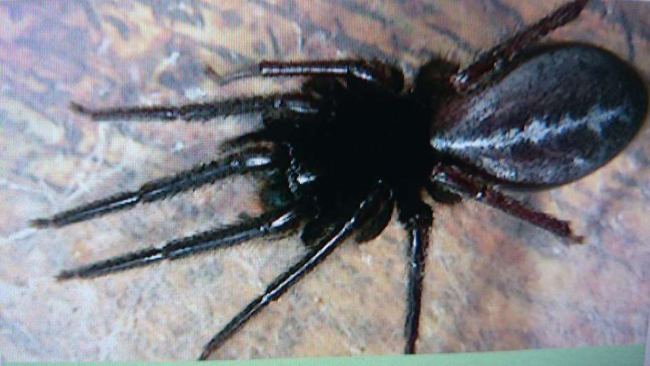 A tube web spider was found in a Whitstable woman's conservatory
