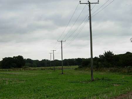 Some of the overhead lines which are due to be removed from Cobham Park.