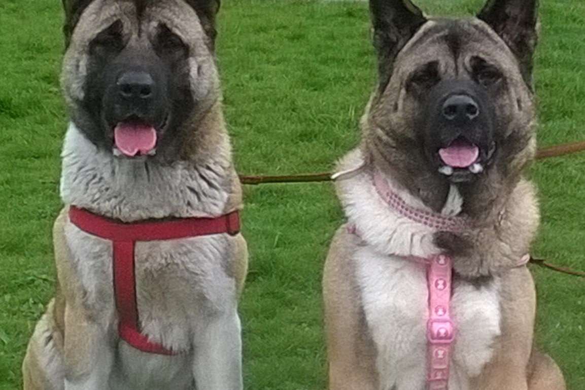 Two Akita dogs have been stolen from Horton Kirby