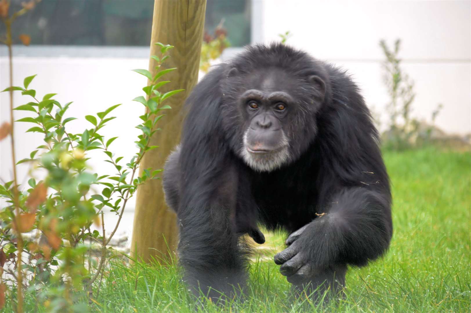 Šimpanzė Wingham laukinės gamtos parke