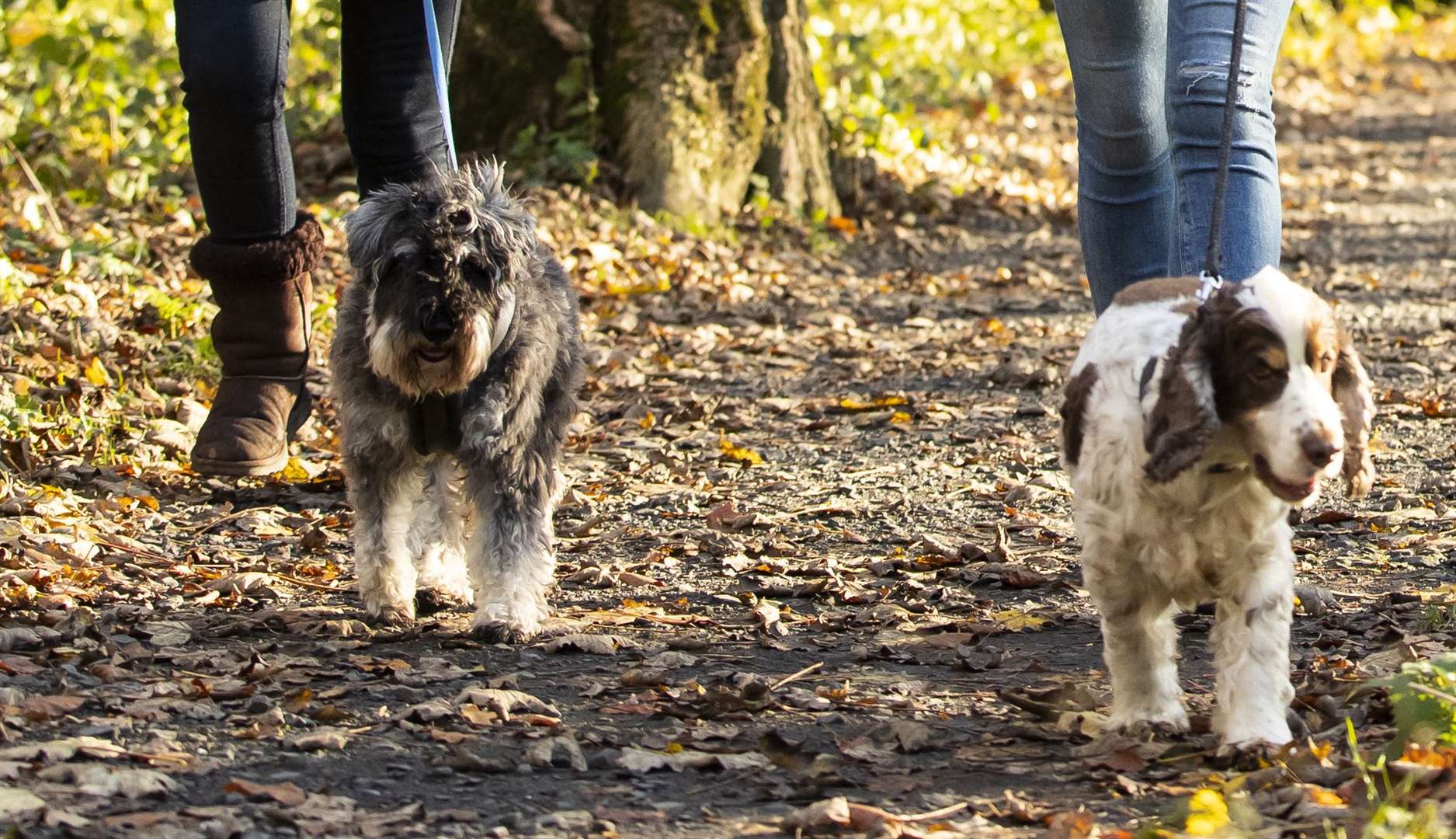 Dog owners face increased fines and expanded rules aimed at reducing canine antisocial behaviour
