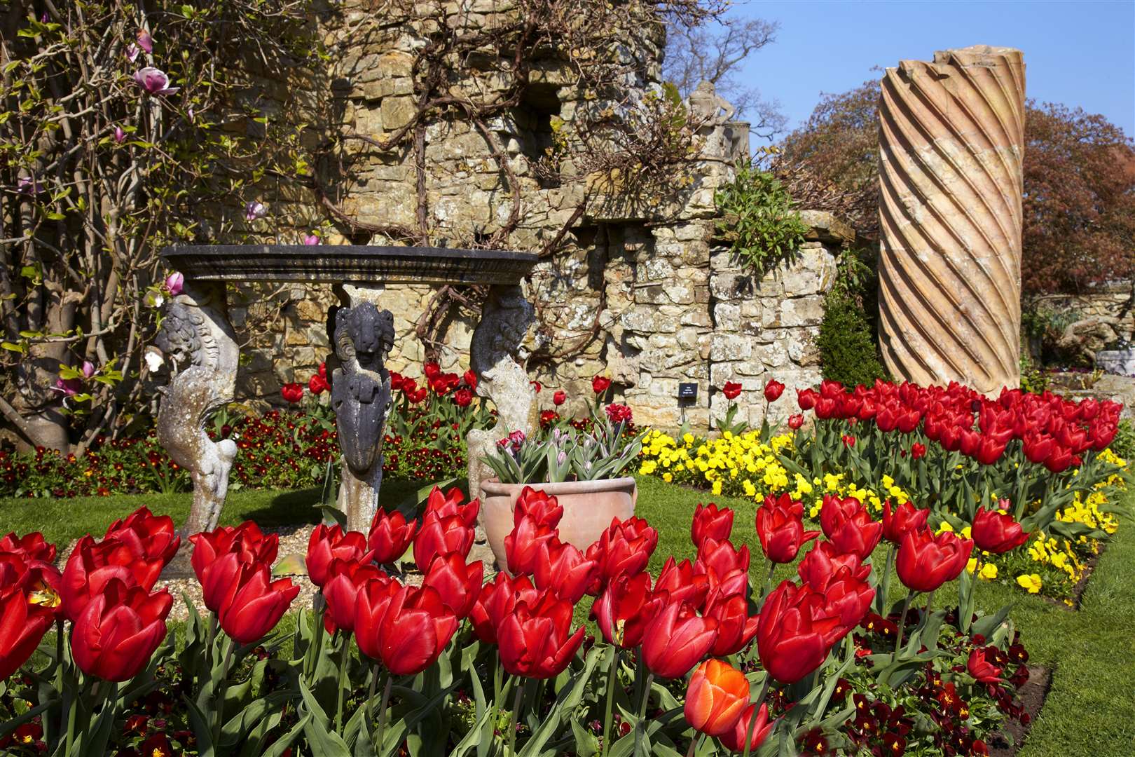 Tulips have started springing up in the gardens
