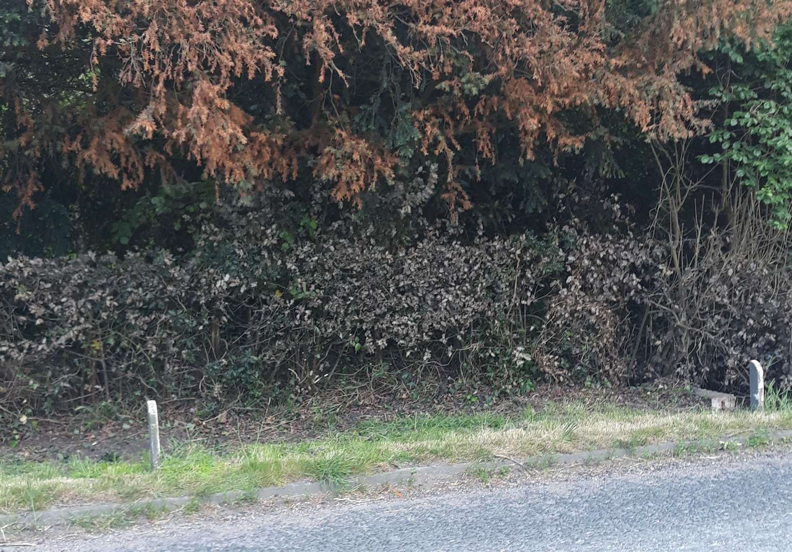 Peter Hall's Holly hedge in front of his house has died due to polluted water (11288125)