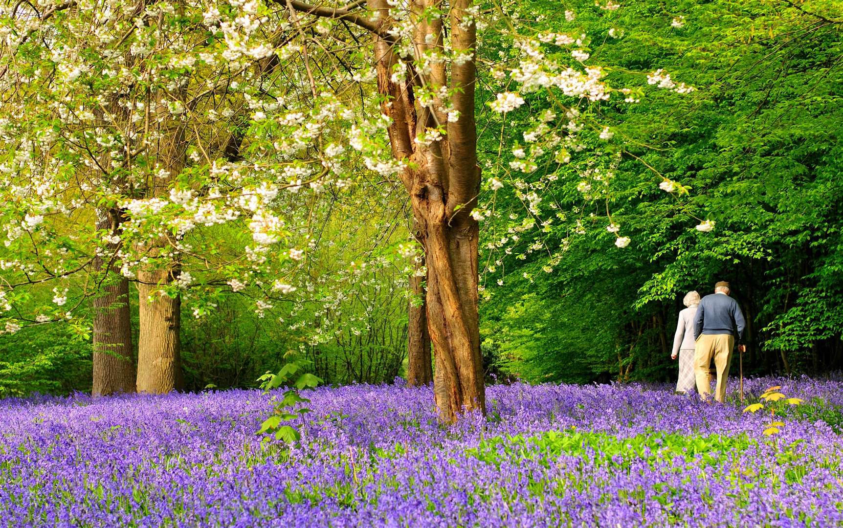 The bluebells will be on display at Hole Park this spring