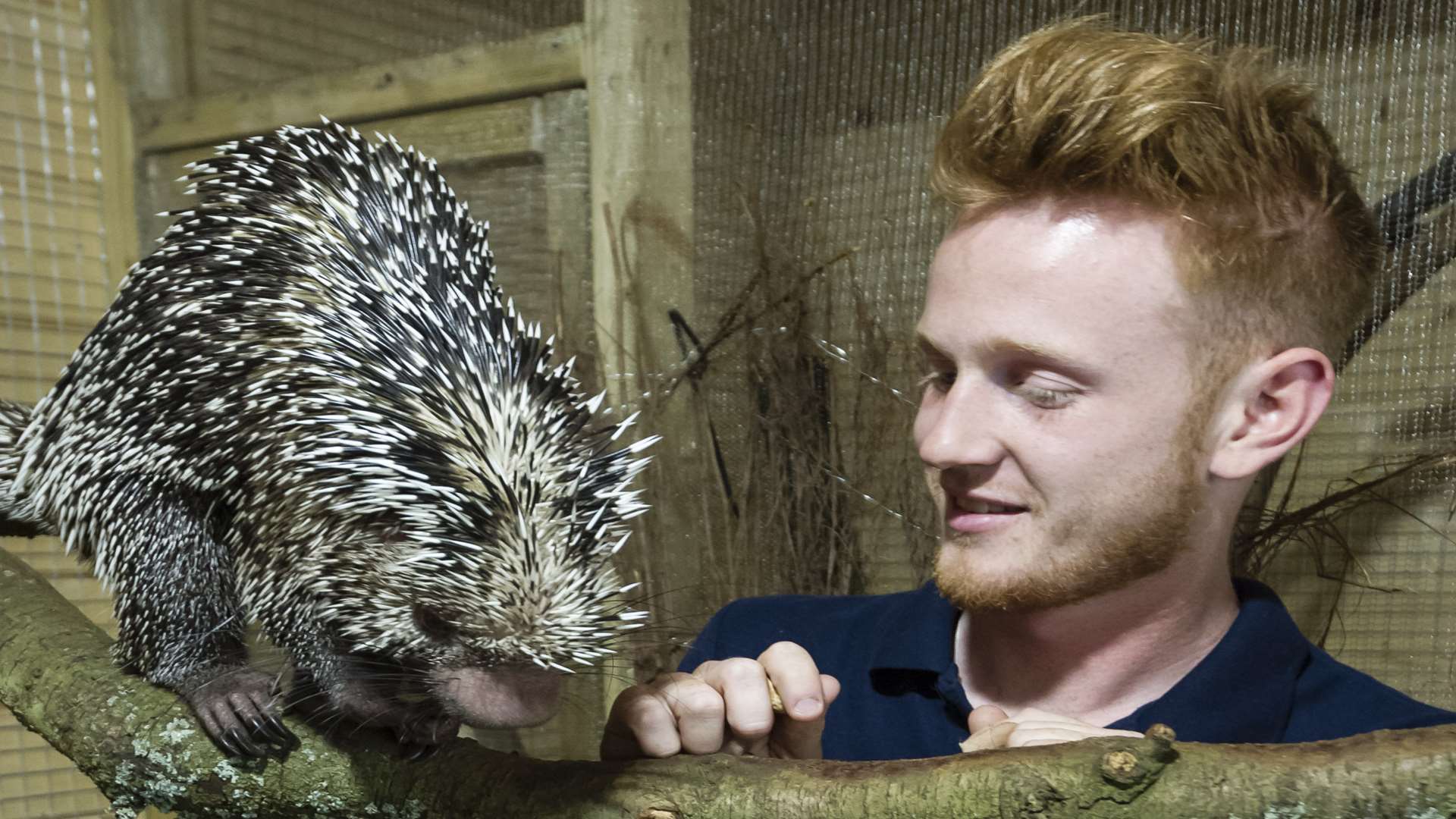Adam with one of only two Brazilian porcupines in the UK