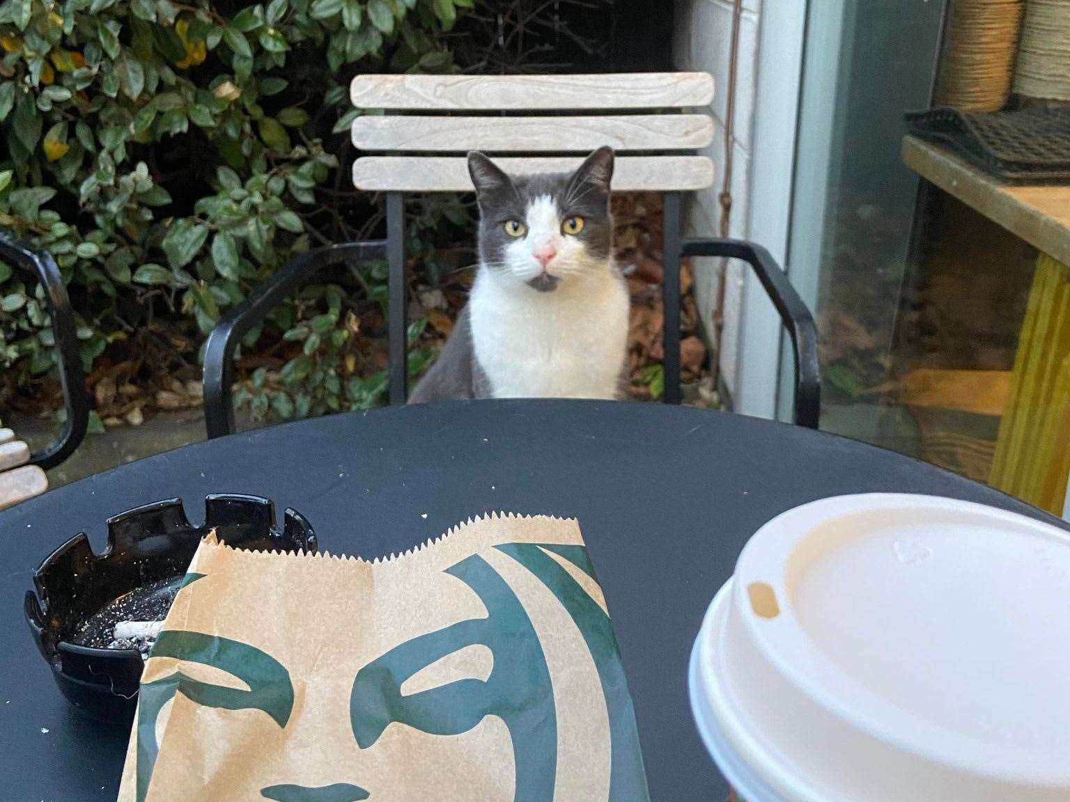 Many Starbucks customers have enjoyed Griffin joining them for a coffee. Picture: Cameron Burton