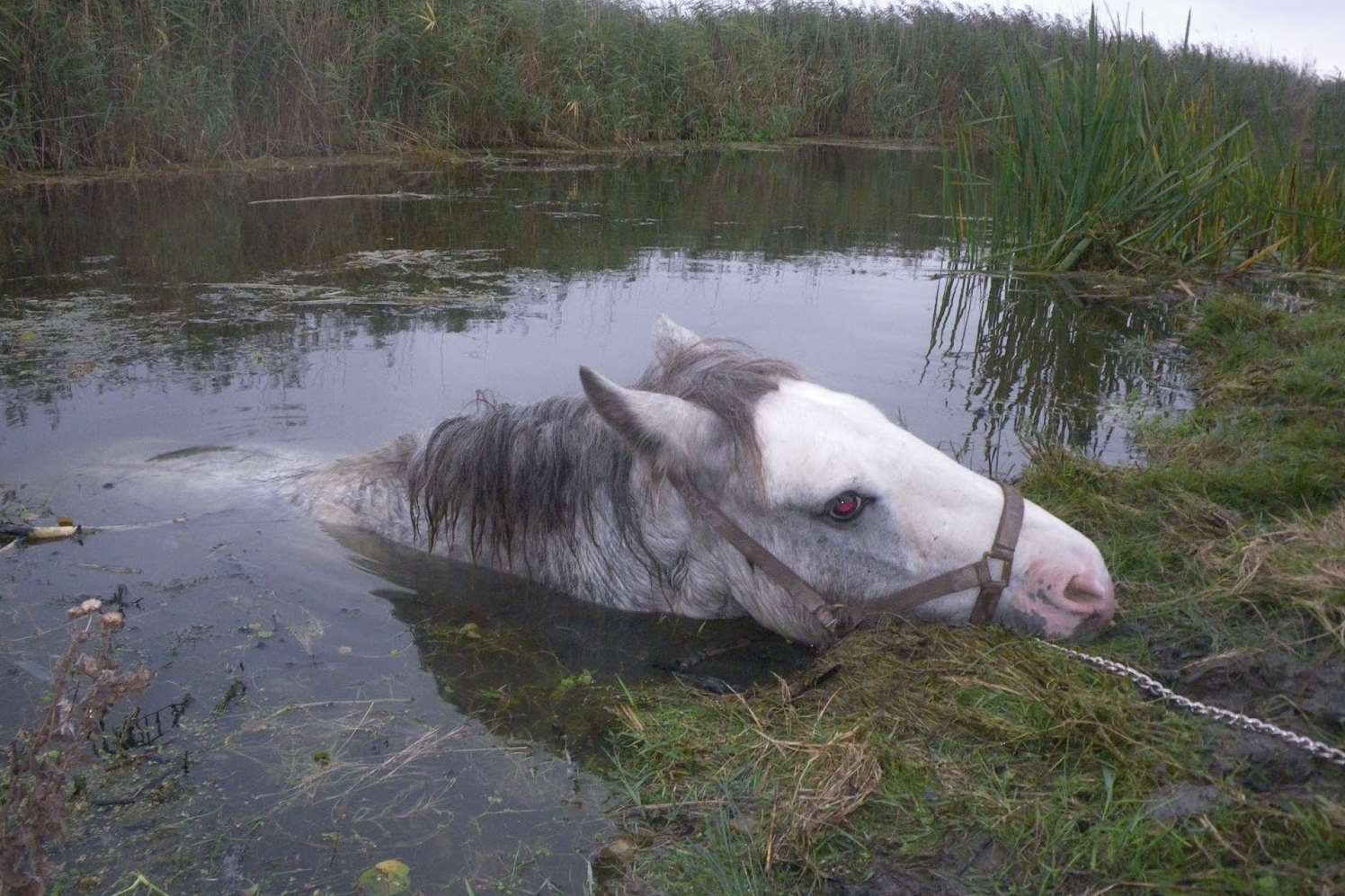 Horse nearly drowns in Whitstable.
