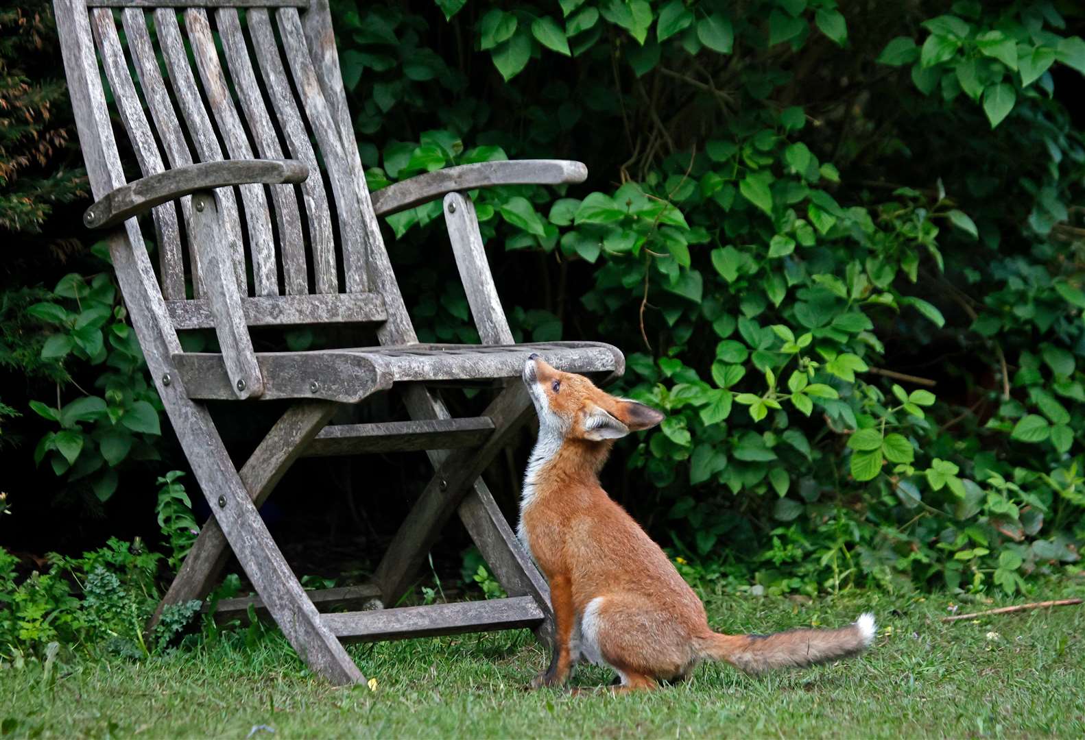 Urban fox cubs exploring the garden (62139569)