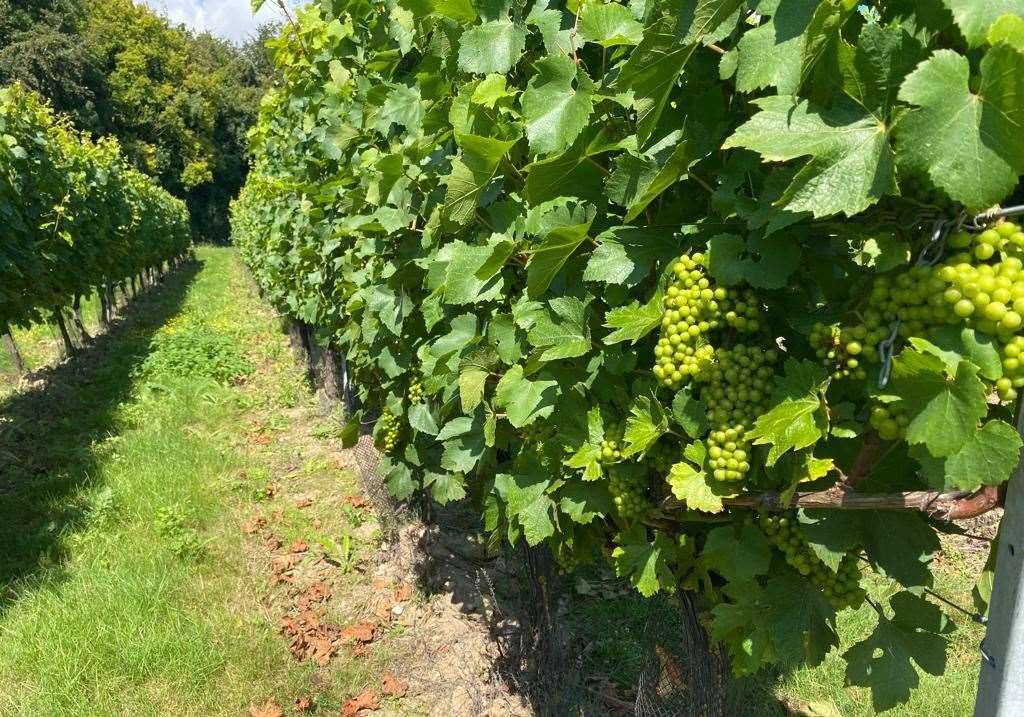 In viticulture terms the Roman Road vineyard, planted in 2014, is young but the vines are now maturing and ‘hitting their straps’