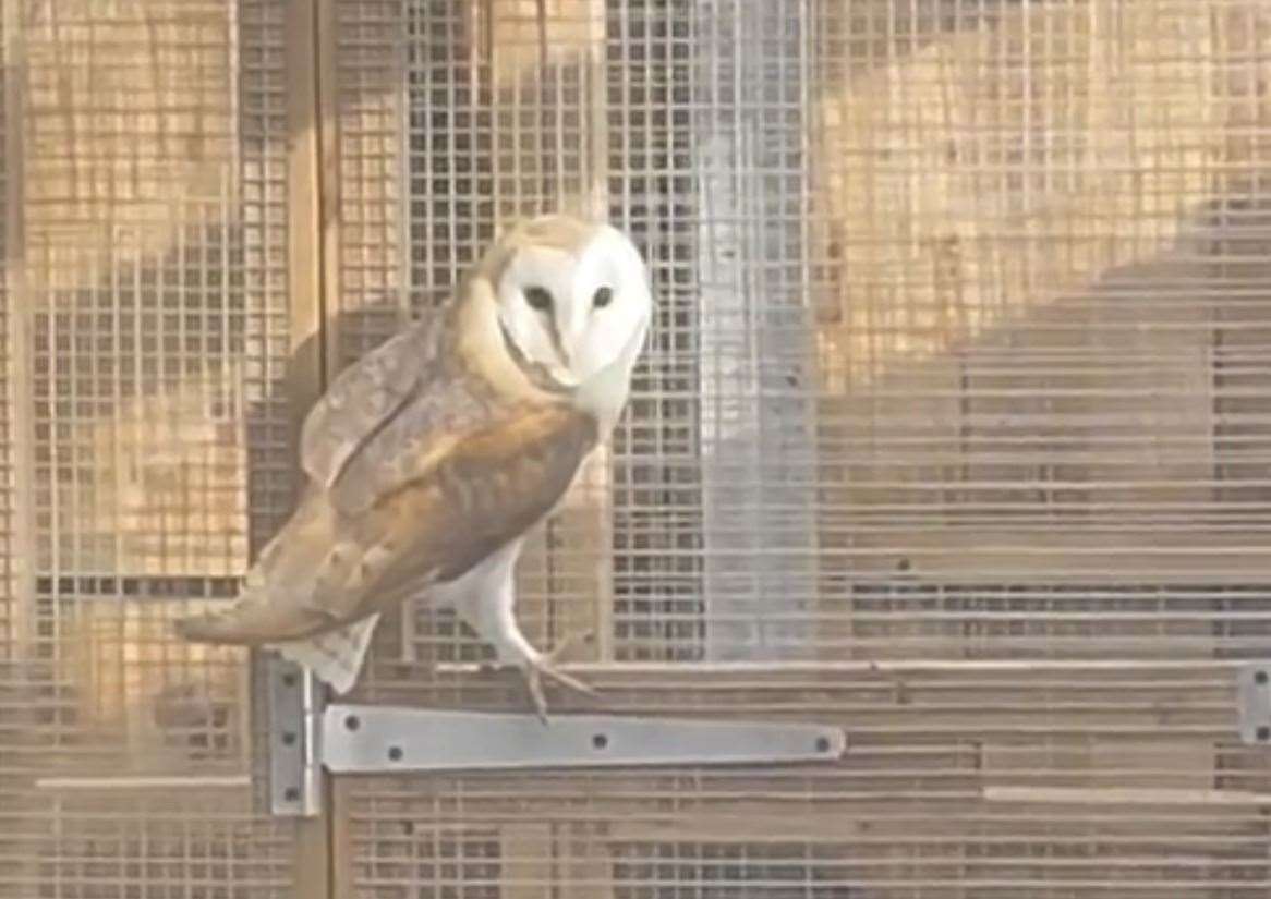 Barn owl Grace recovering. Images: Carly Ahlen