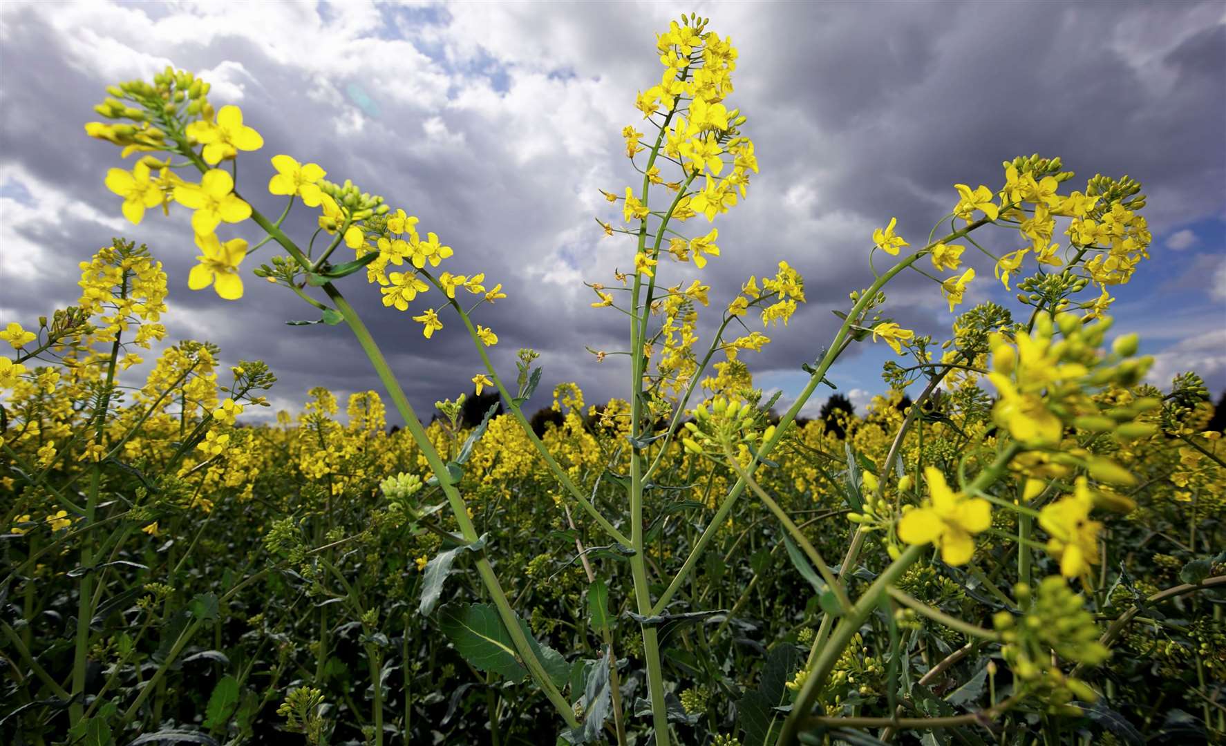 Rape fields – normally synonymous with Kent’s countryside, are moving north. Picture: Andy Payton