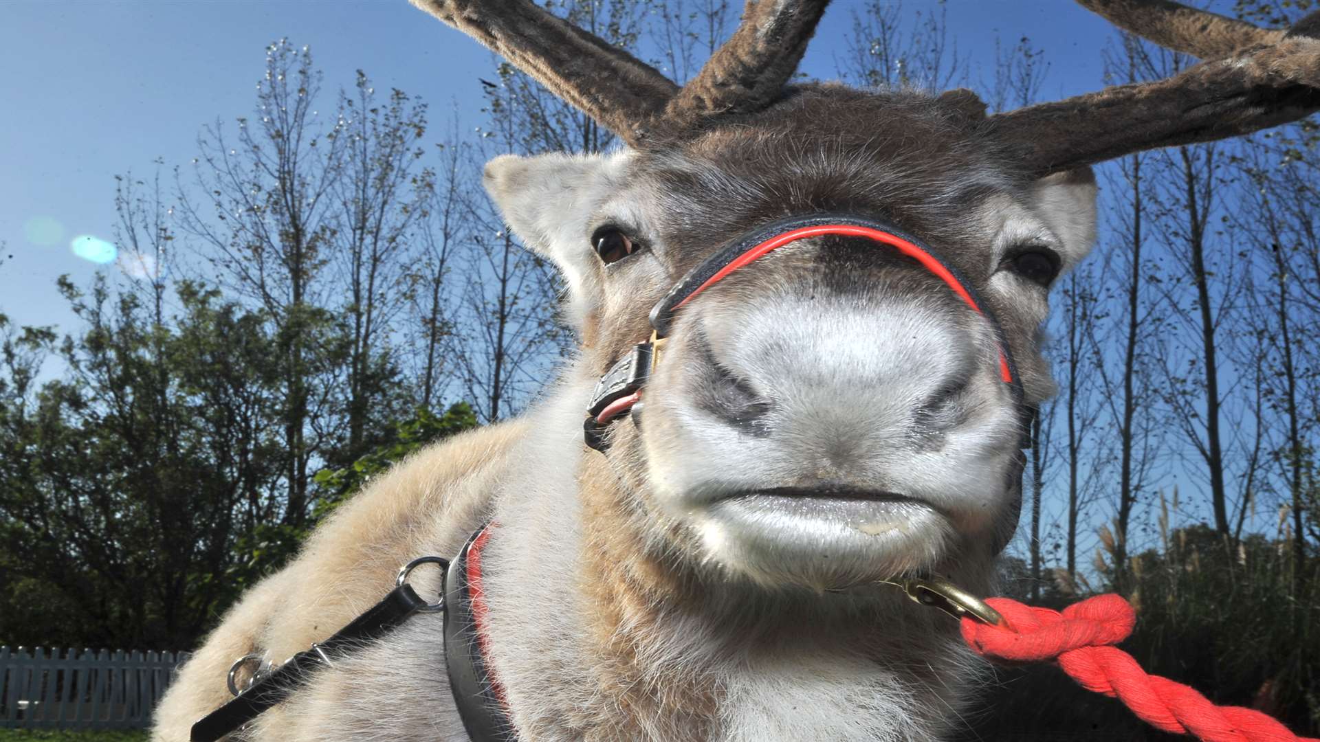 Youngsters will be able to pet the reindeer.