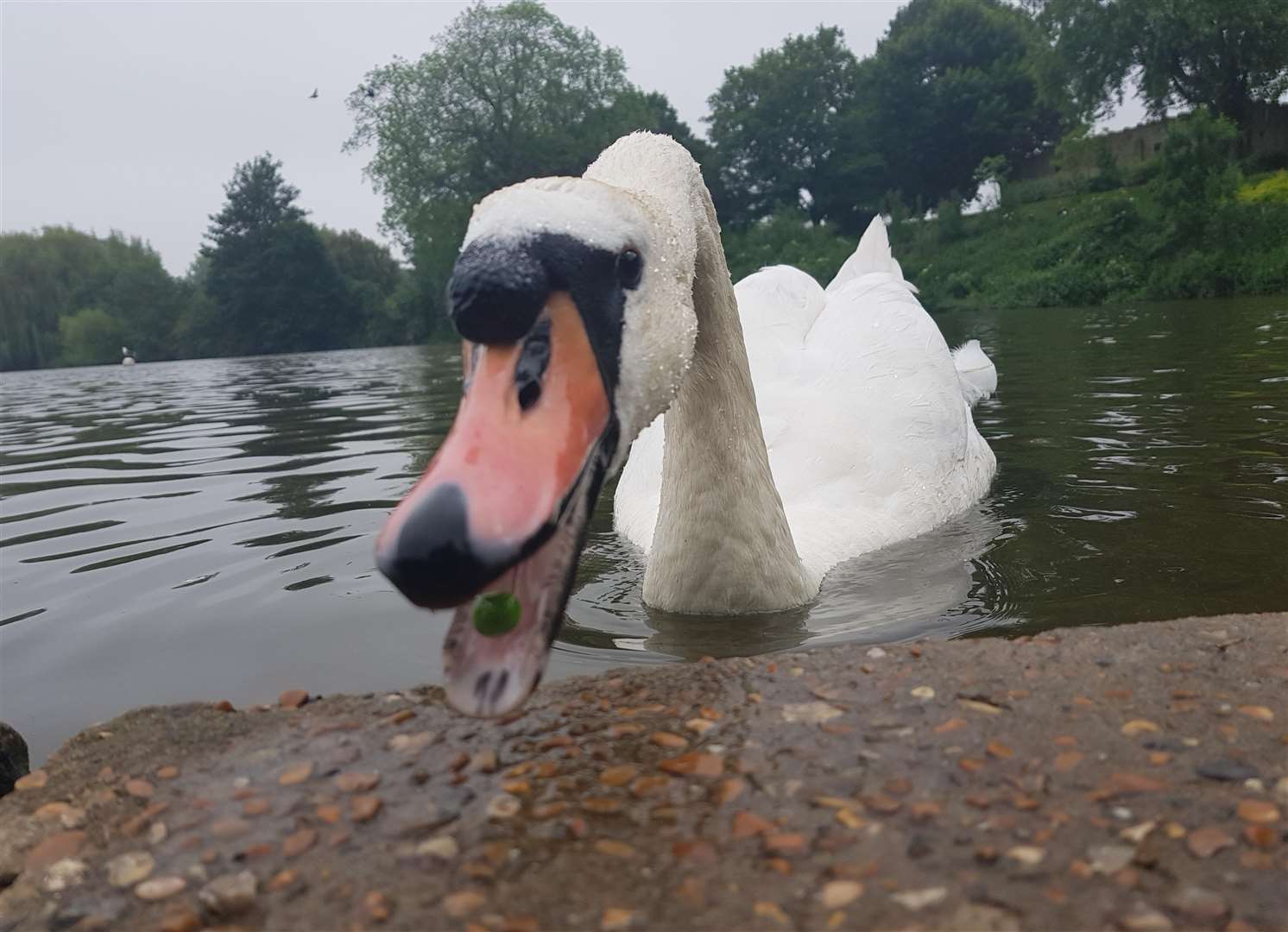 A cheeky swan, the winner of the Wildlife category in the Mote Park Photographic Competition last year, by Kristian Weeks